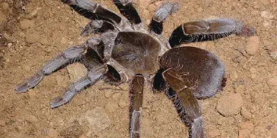 /img/22101-h-laticeps-tarantula-facts.webp