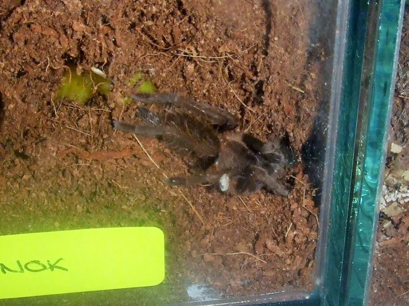 22101 h laticeps tarantula habitat