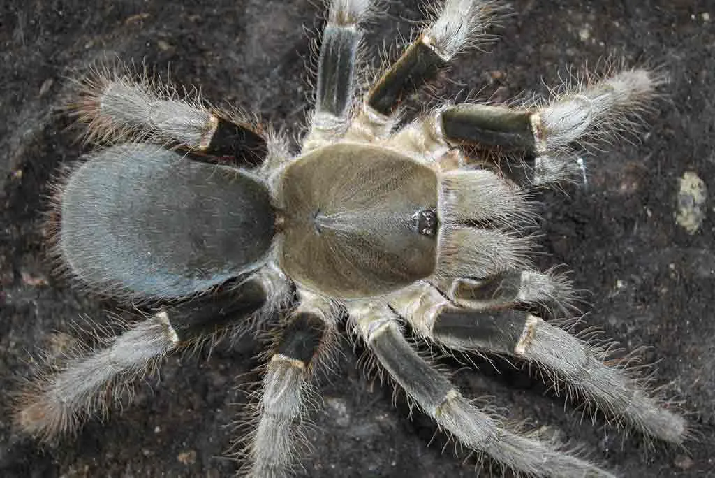 22101 h laticeps tarantula molting