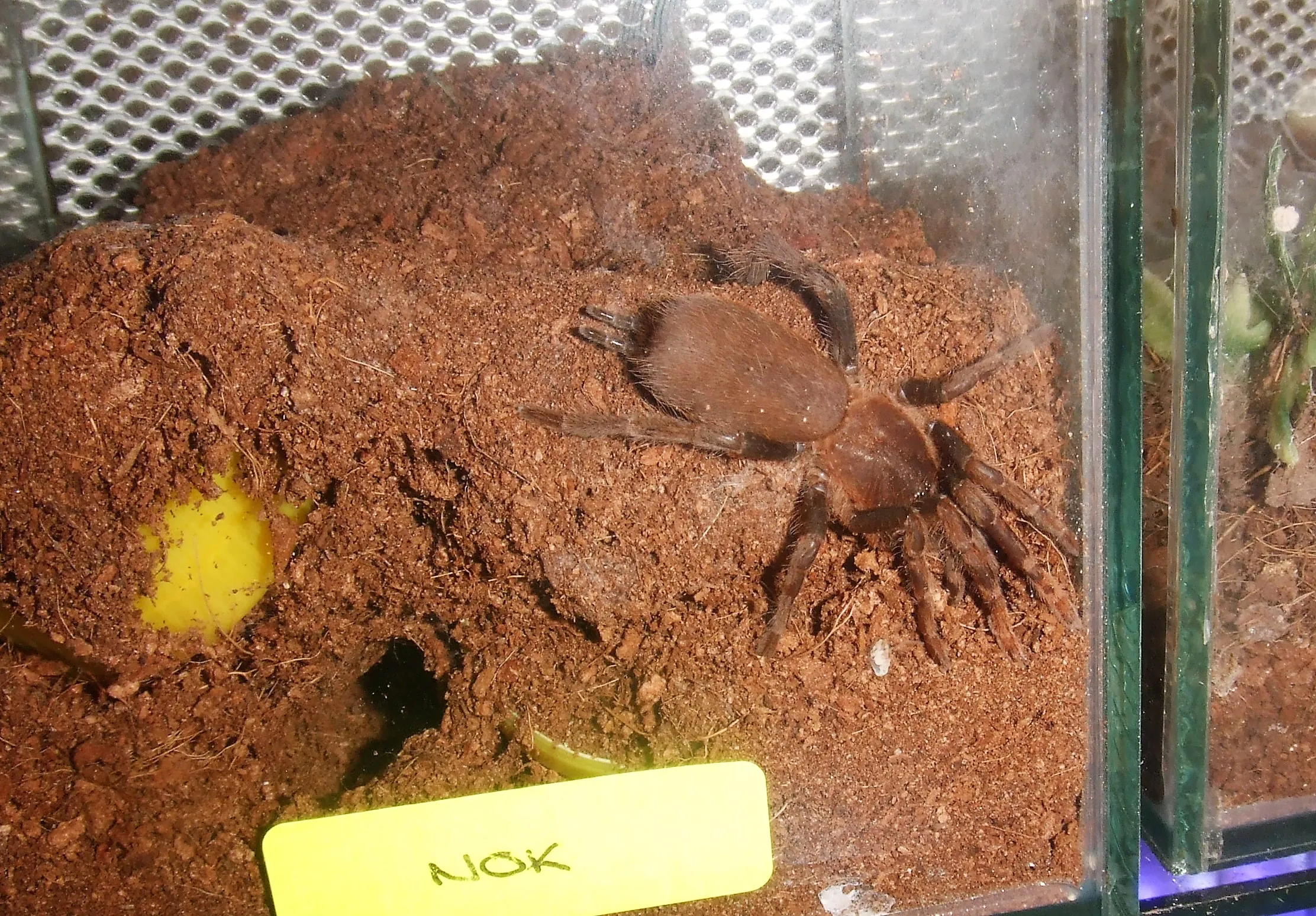 22101 h laticeps tarantula size