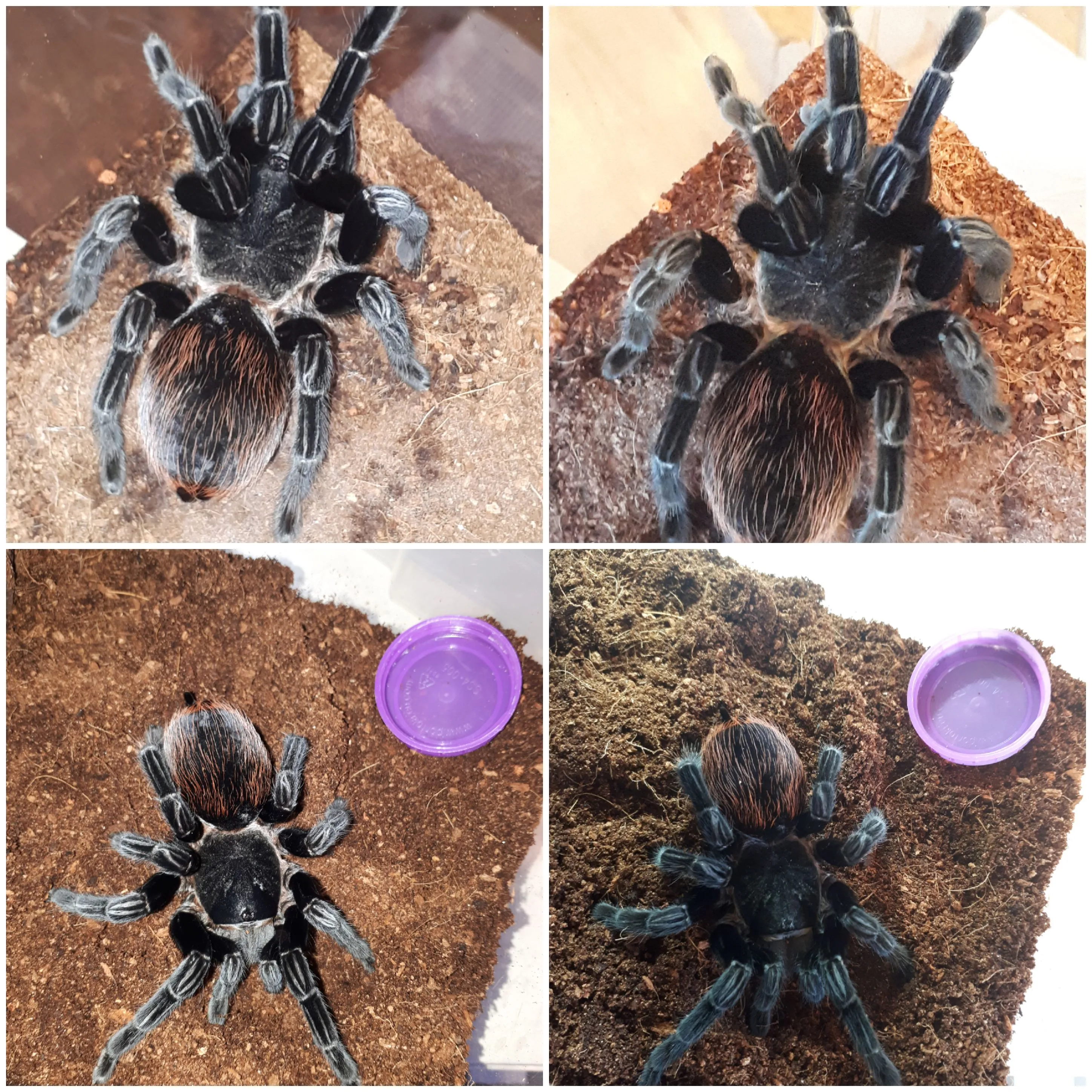 22102 tarantula breeding