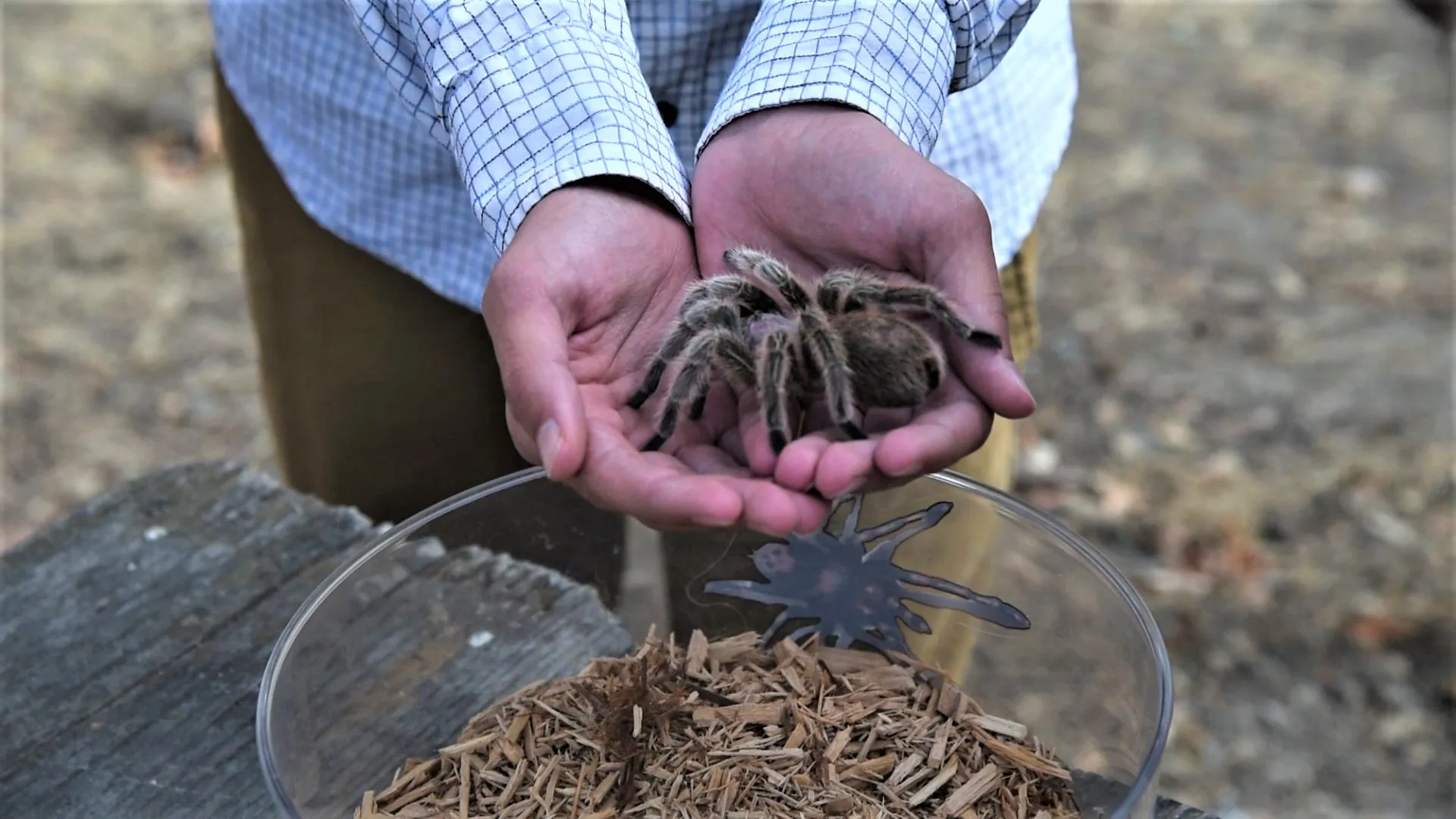 22102 tarantula feeding