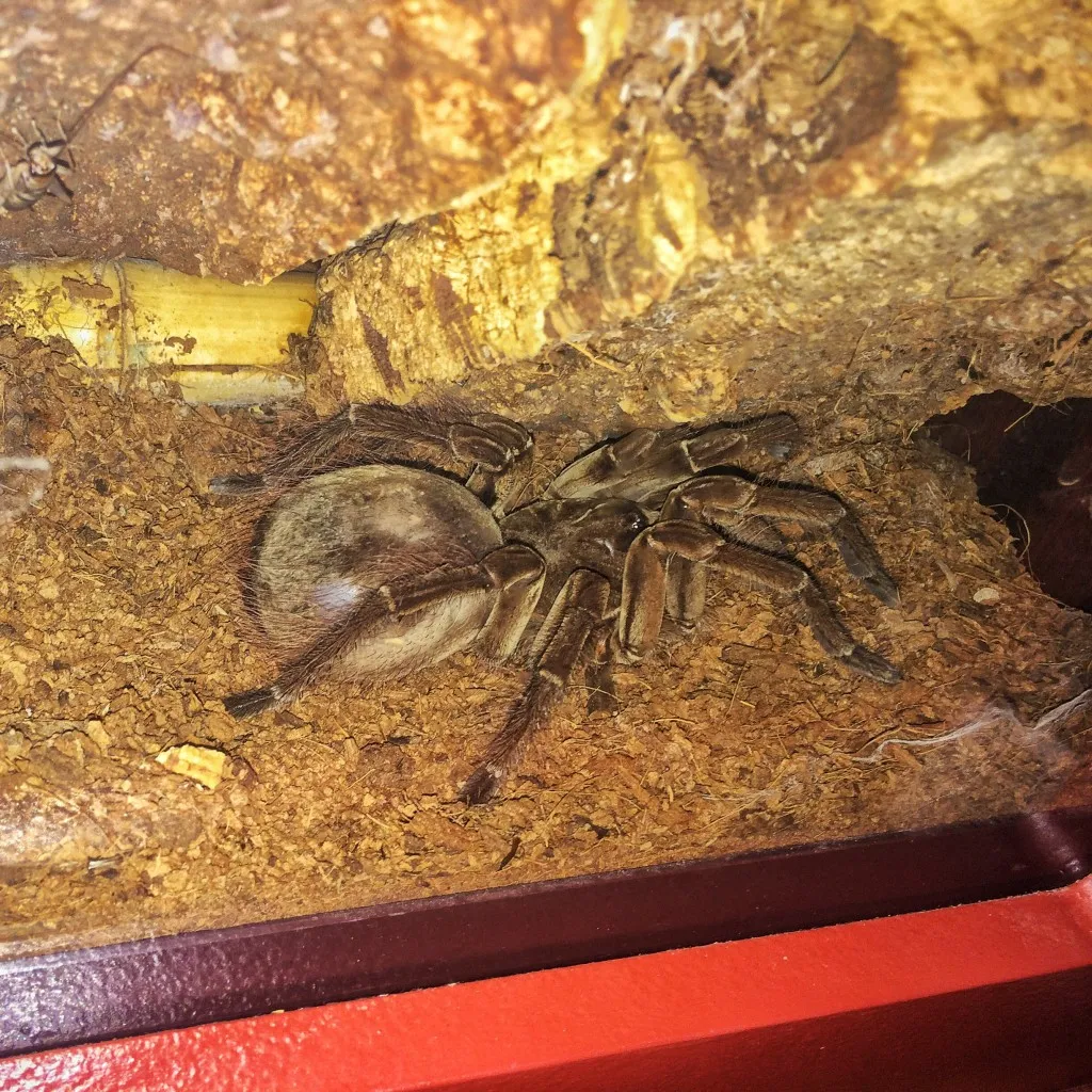 22102 tarantula handling