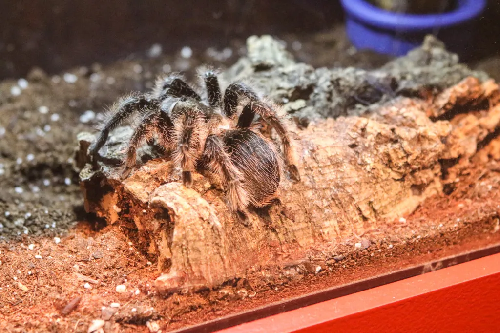 22102 tarantula molting