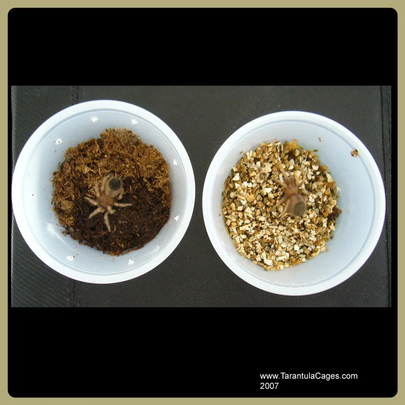 22102 tarantula species