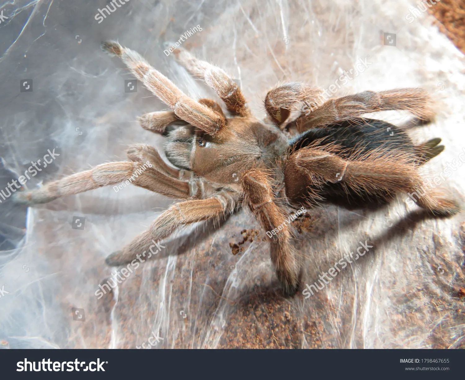 22104 feeding tarantula