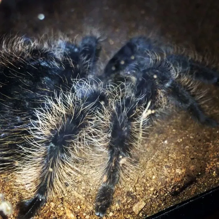 22104 tarantula care