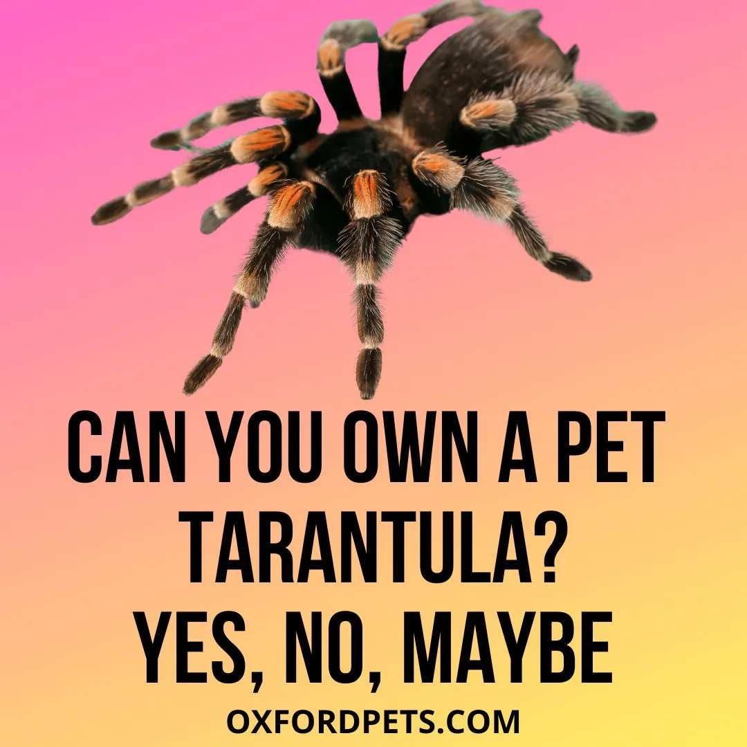 22104 tarantula habitat