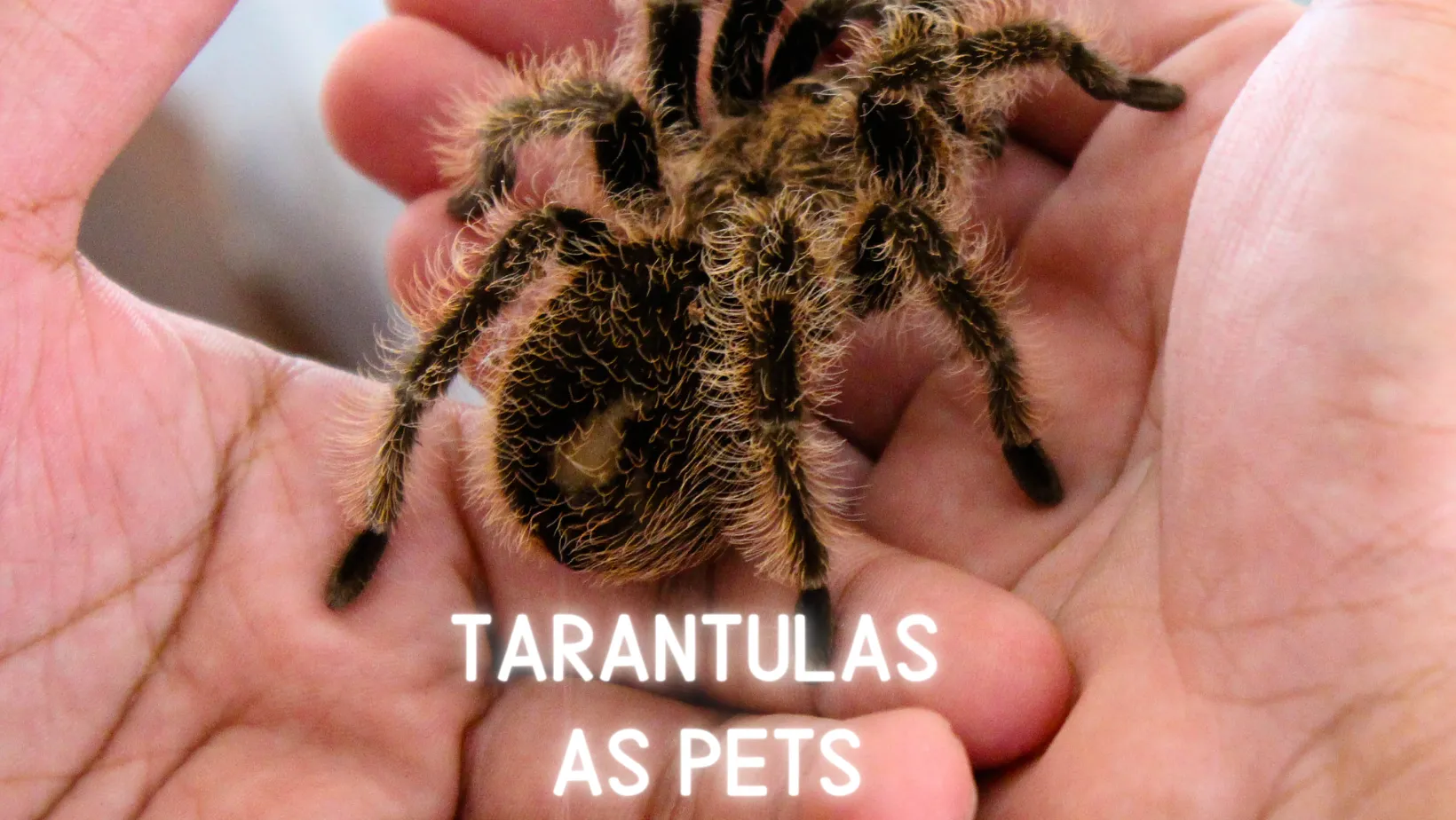 22104 tarantula permit