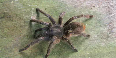 /img/22104-tarantula-venom.webp
