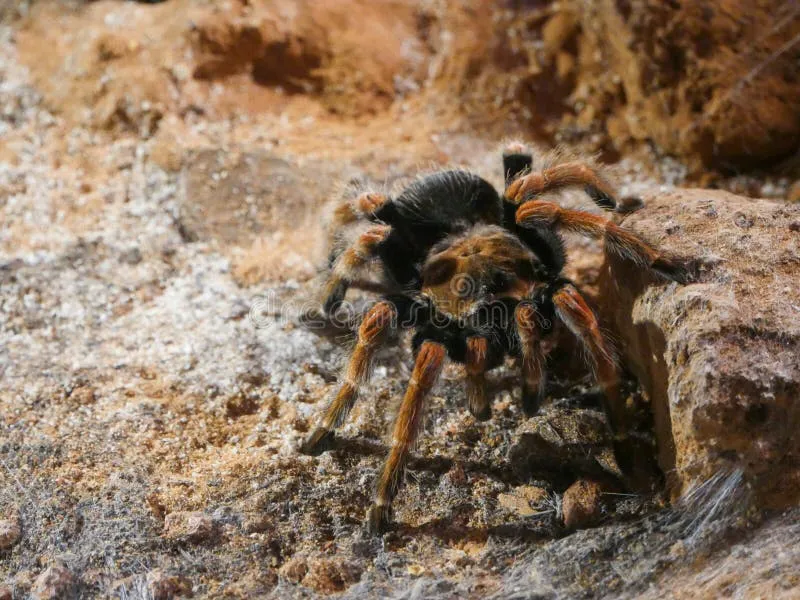 22107 mexican redleg tarantula habitat
