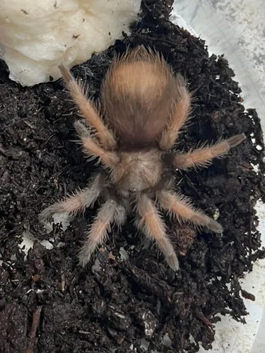 22107 tarantula enclosure