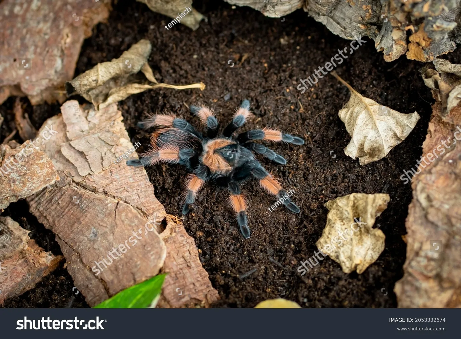 22107 tarantula handling