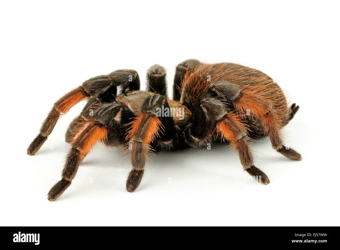 /img/22107-tarantula-molting.webp