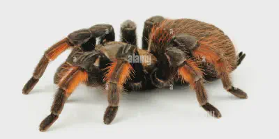 /img/22107-tarantula-molting.webp