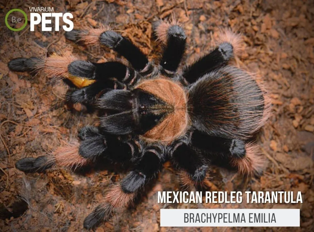 22107 tarantula substrate