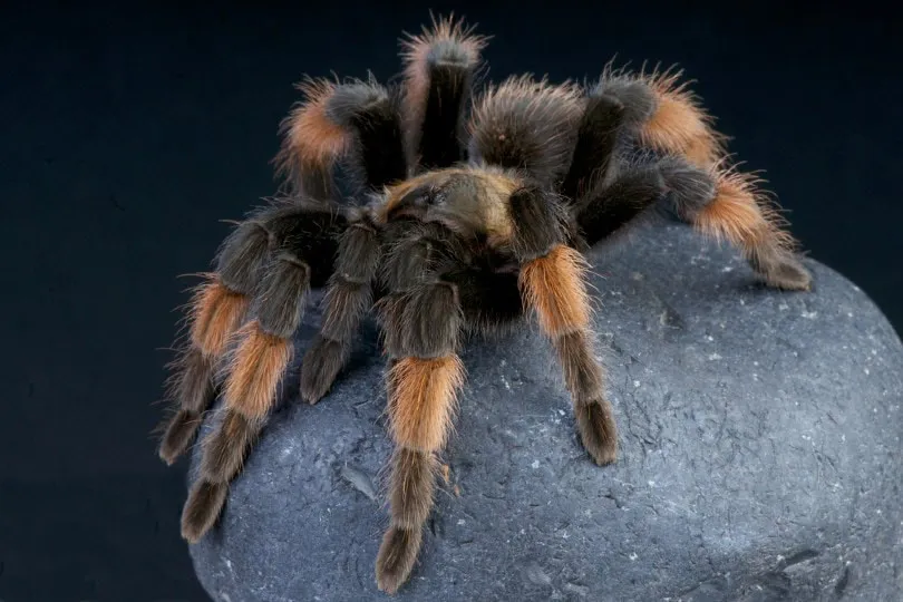 22107 tarantula watering