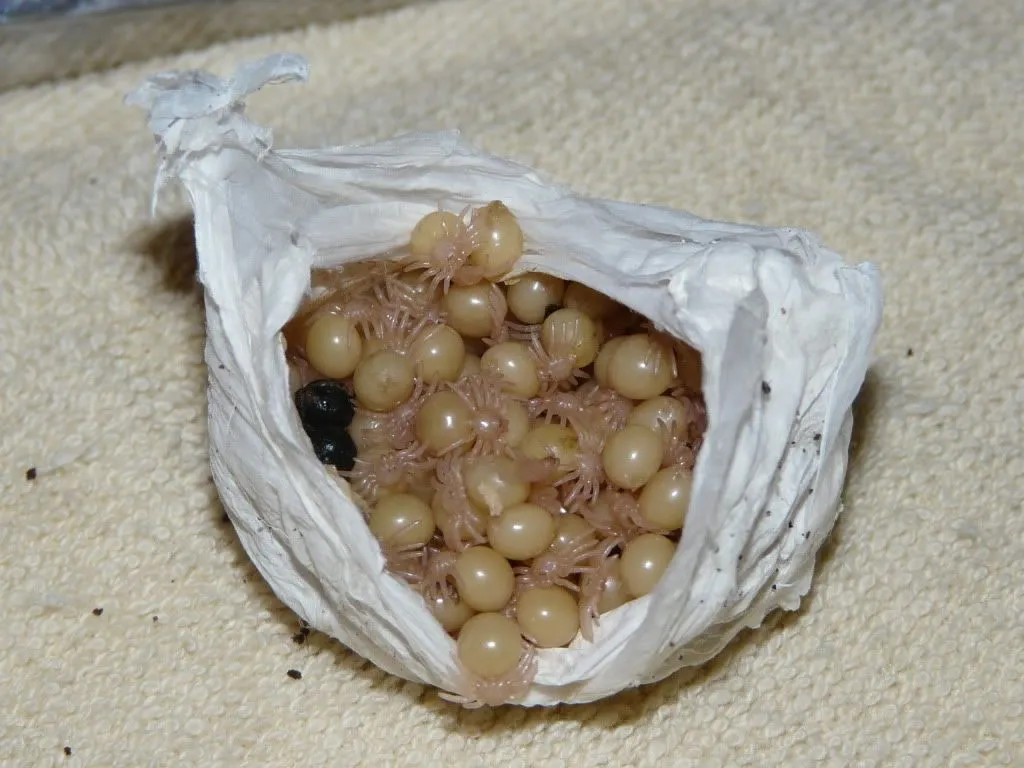 22108 heating pad setup