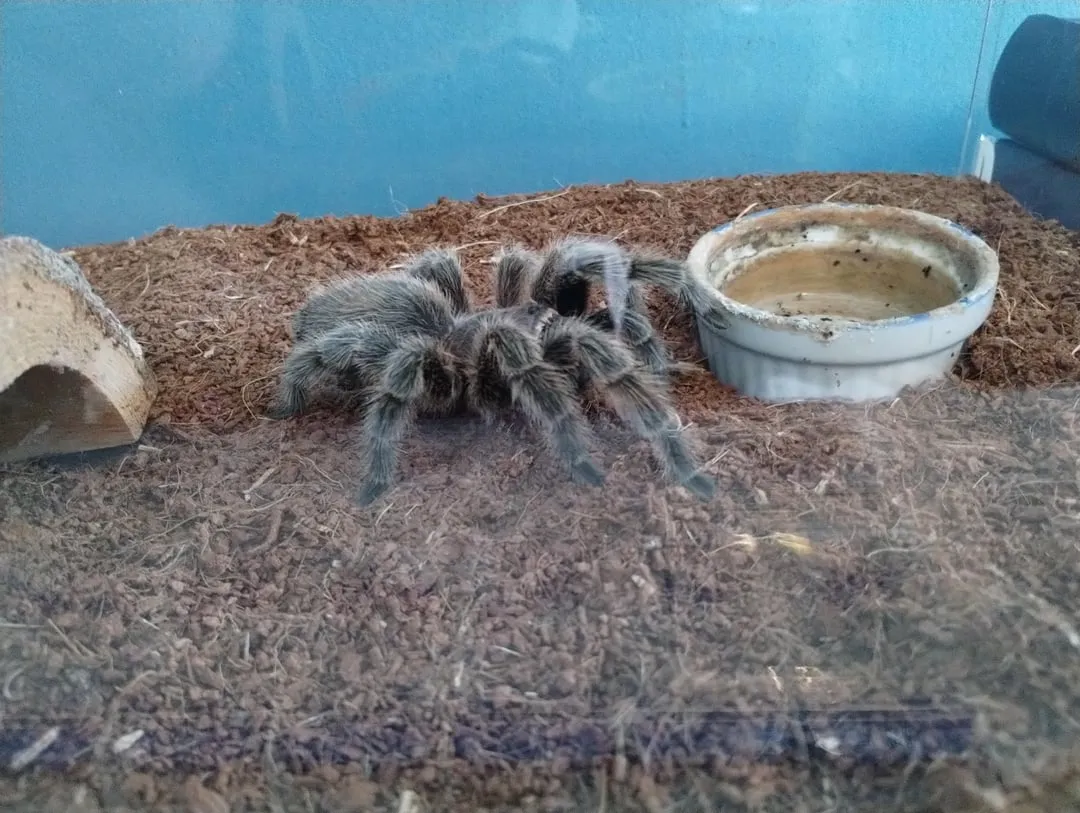 22109 tarantula dehydration symptoms