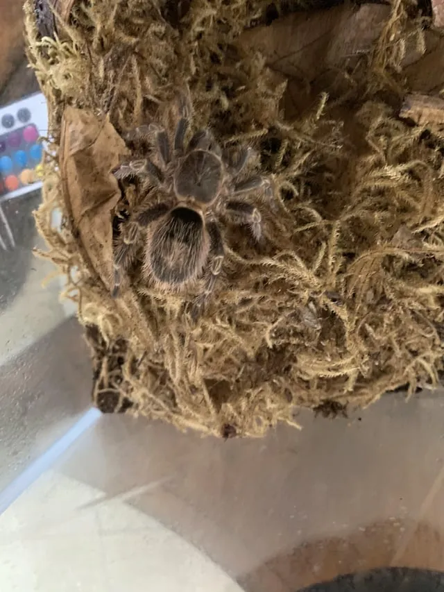 /img/22109-tarantula-feeding-habits.webp