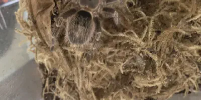 /img/22109-tarantula-feeding-habits.webp