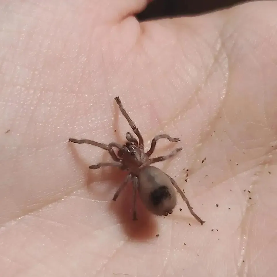 22109 tarantula health issues