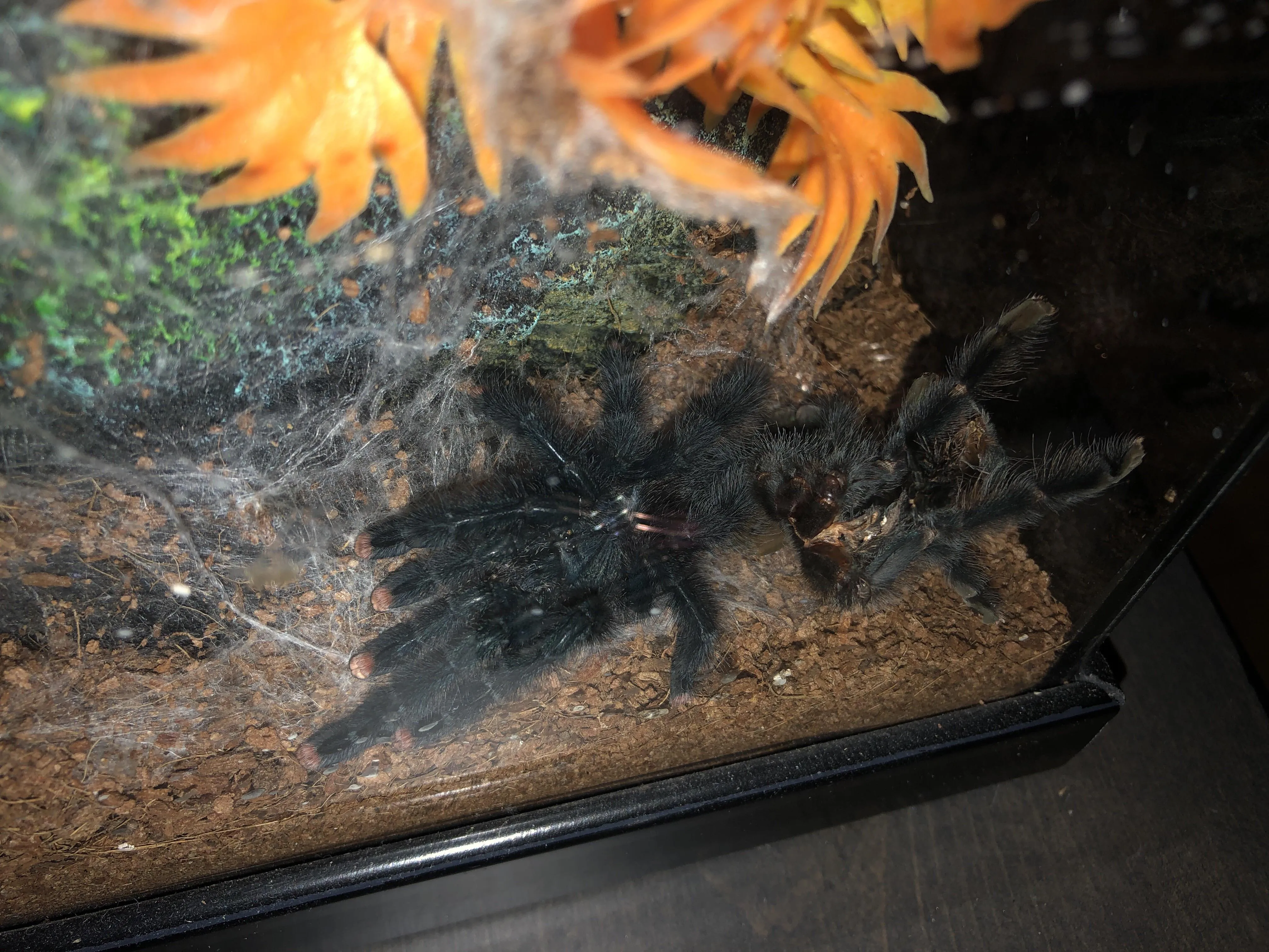 22109 tarantula stress causes