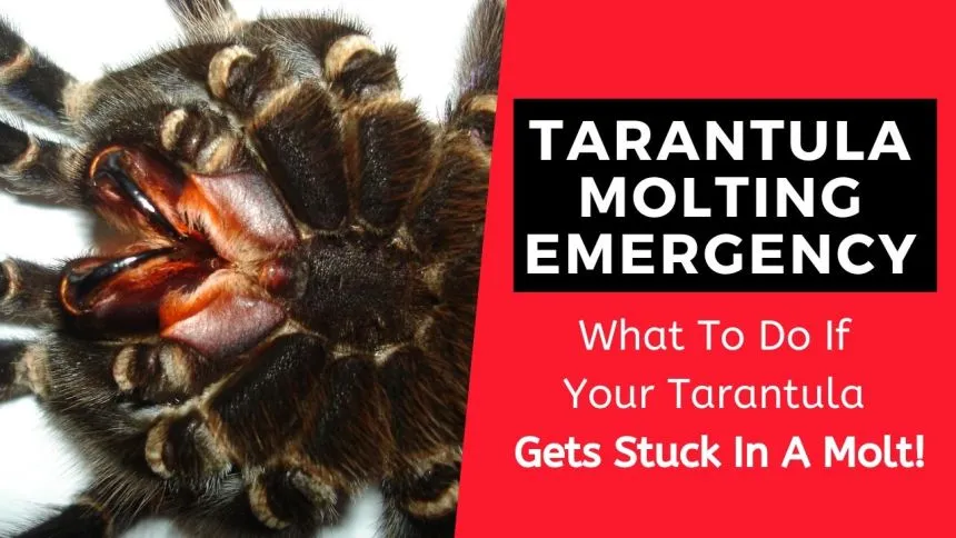 22109 tarantula temperature humidity