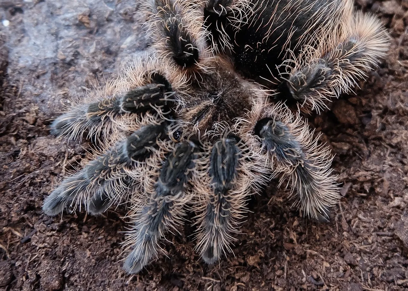 22112 curly hair tarantula appearance