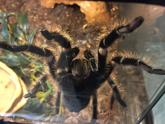22112 curly hair tarantula feeding