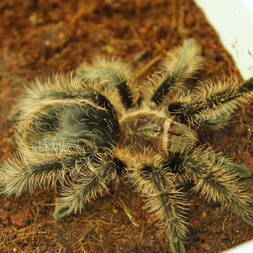 22112 curly hair tarantula habitat