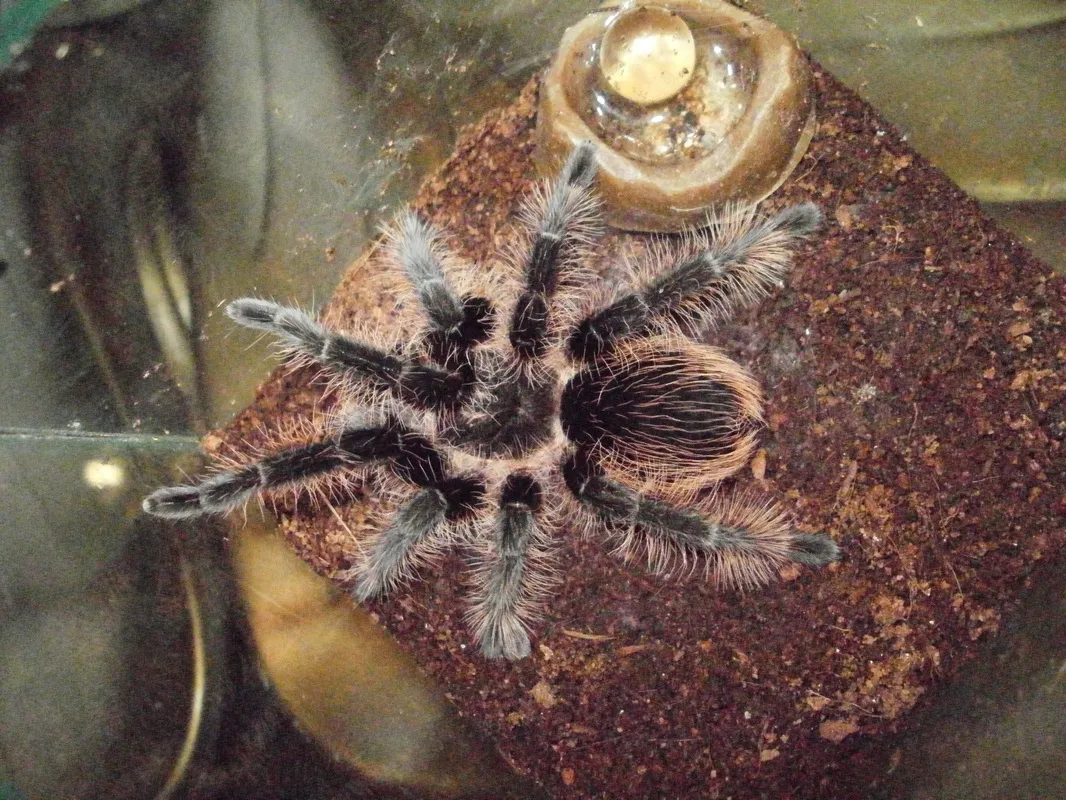 22112 curly hair tarantula handling