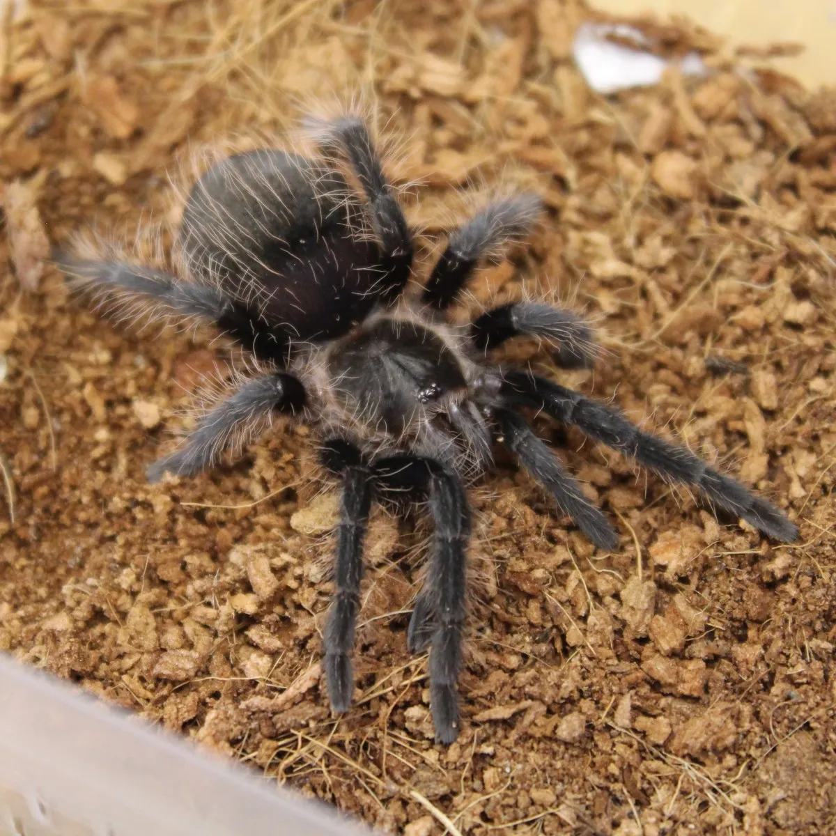 22112 curly hair tarantula housing