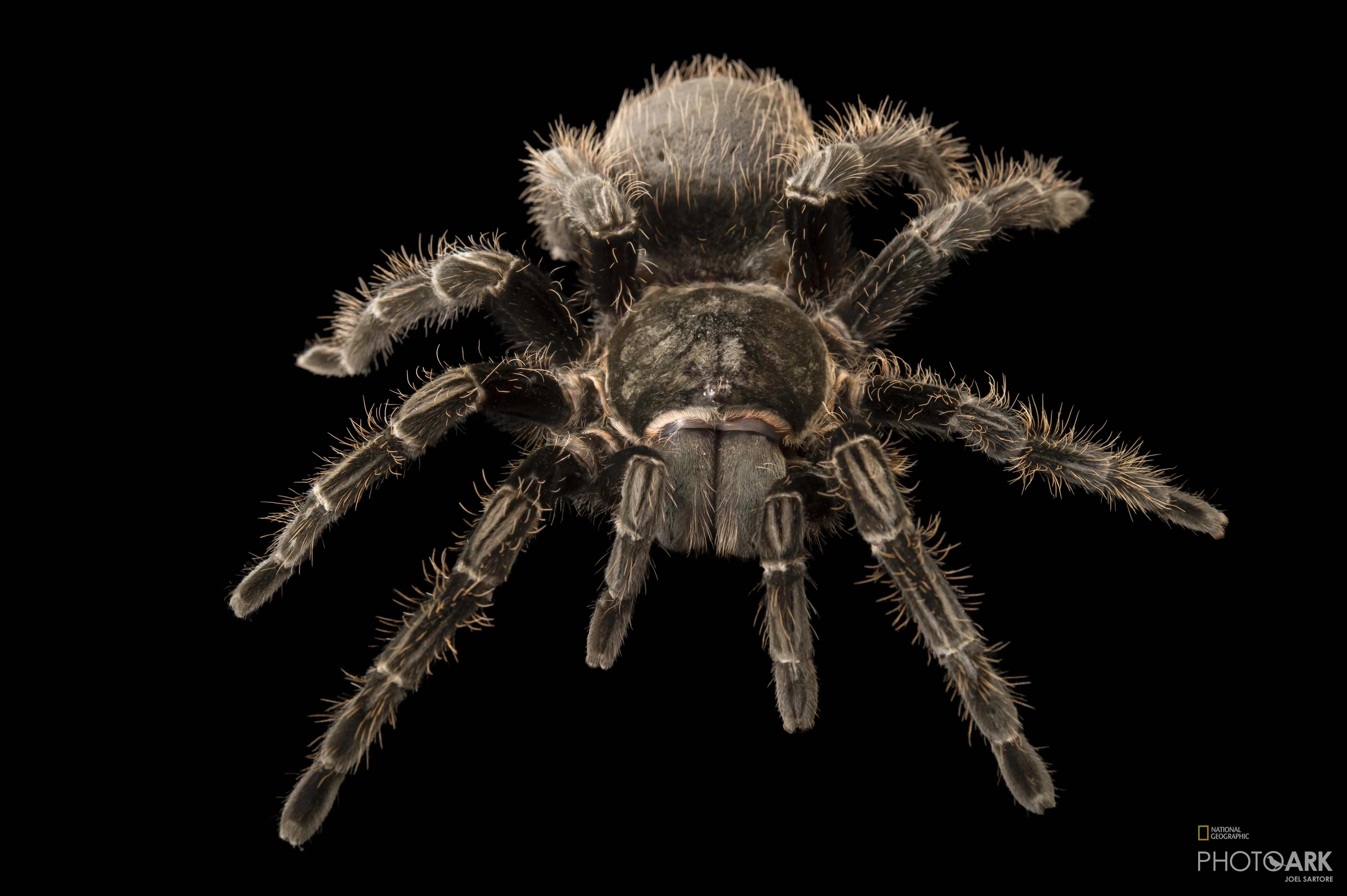 /img/22112-curly-hair-tarantula-molting.webp