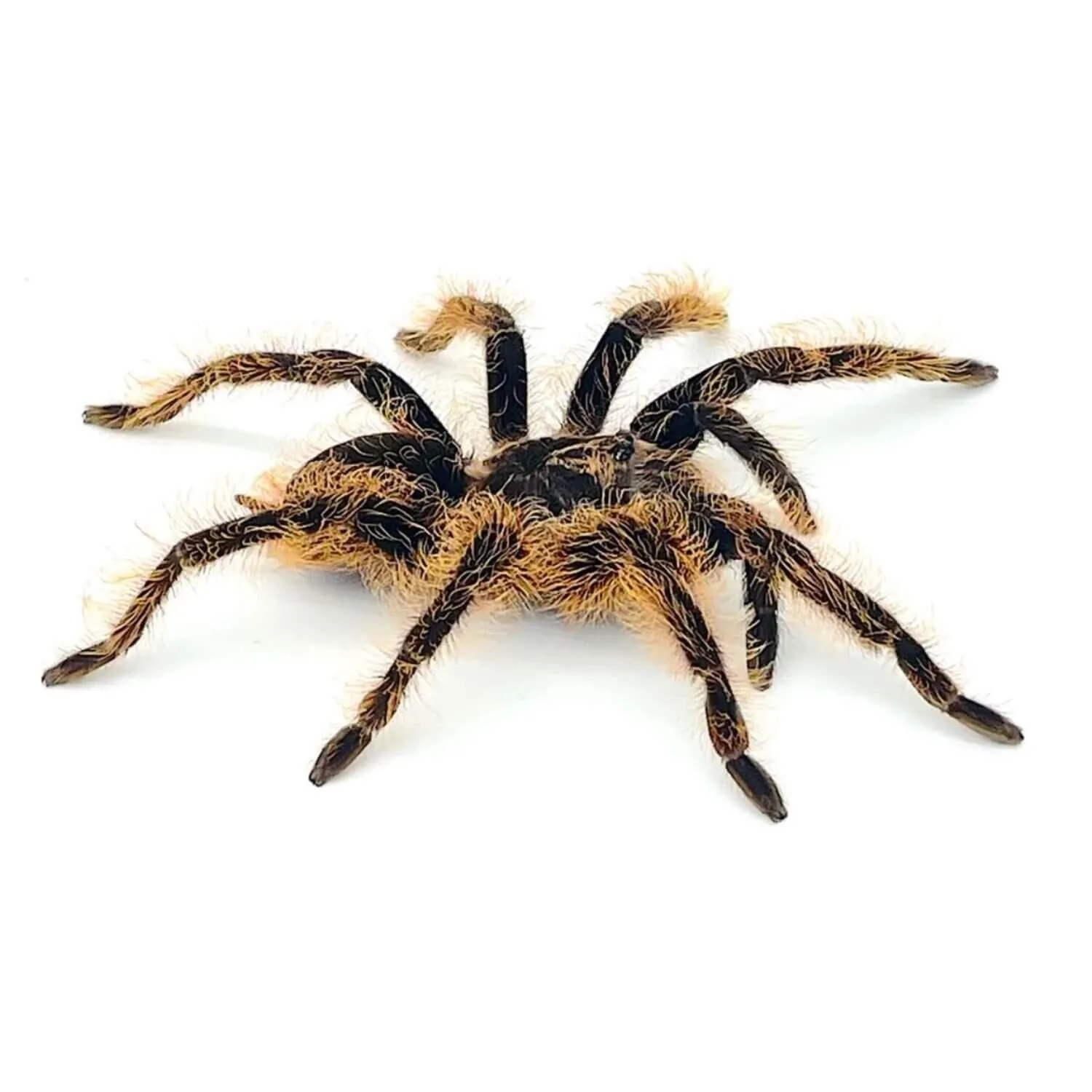 22112 curly hair tarantula uk sale