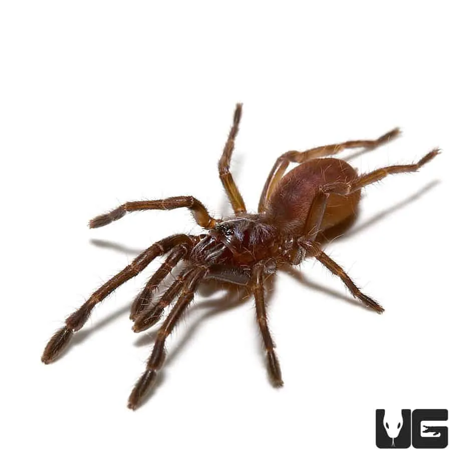 22114 dark earth tiger tarantula enclosure