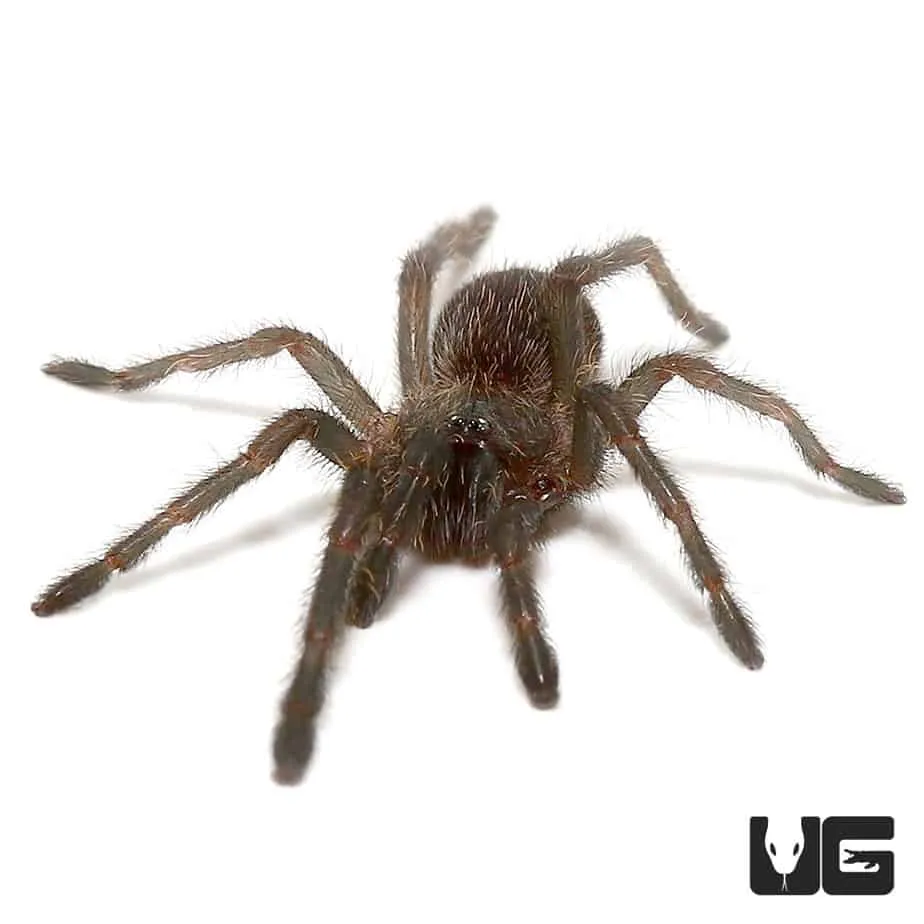 22114 dark earth tiger tarantula feeding