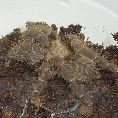 /img/22114-dark-earth-tiger-tarantula-for-sale.webp