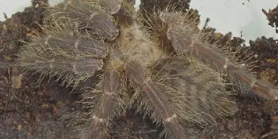 /img/22114-dark-earth-tiger-tarantula-for-sale.webp