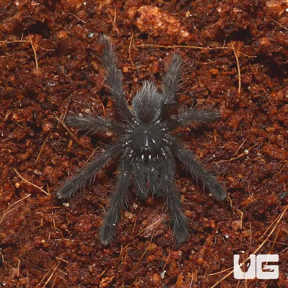 22114 dark earth tiger tarantula handling