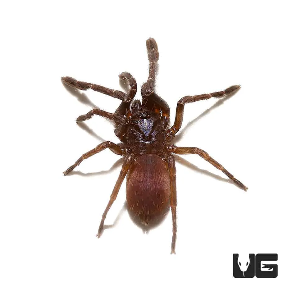 22114 dark earth tiger tarantula lifespan
