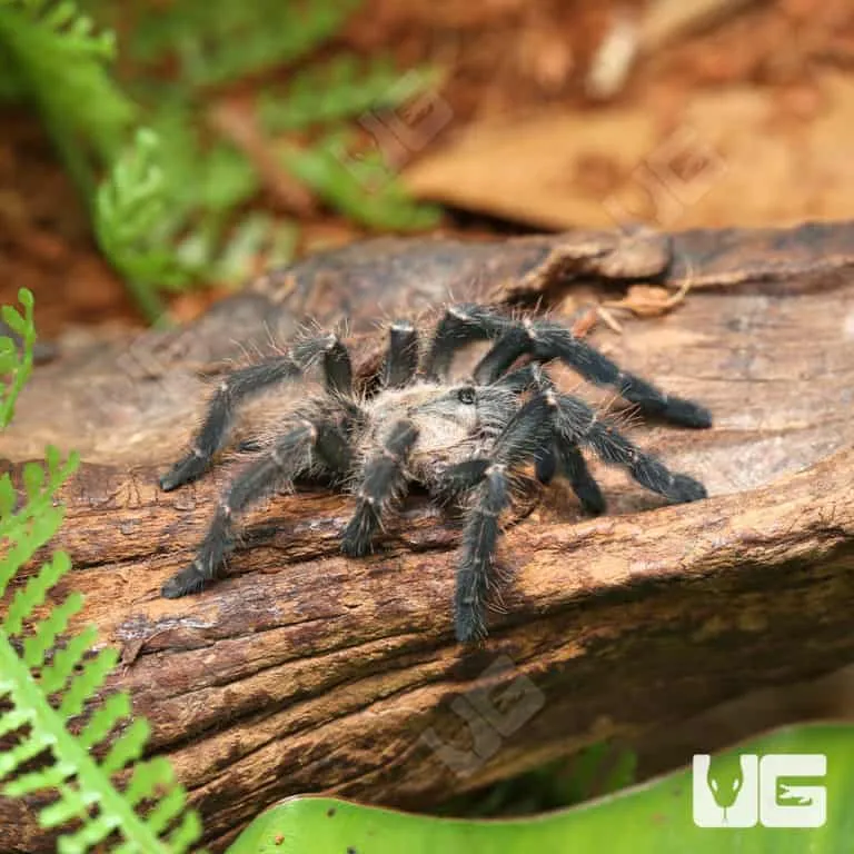 22114 dark earth tiger tarantula molting