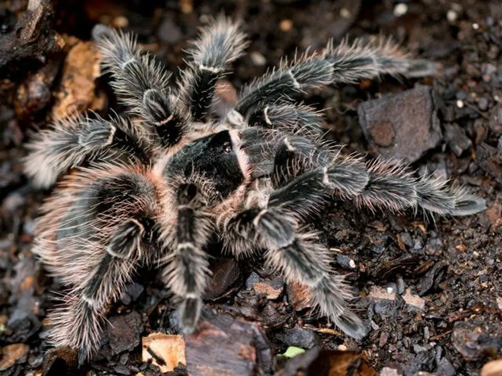 /img/22115-brazilian-salmon-tarantula-decorations.webp