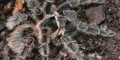 /img/22115-brazilian-salmon-tarantula-decorations.webp
