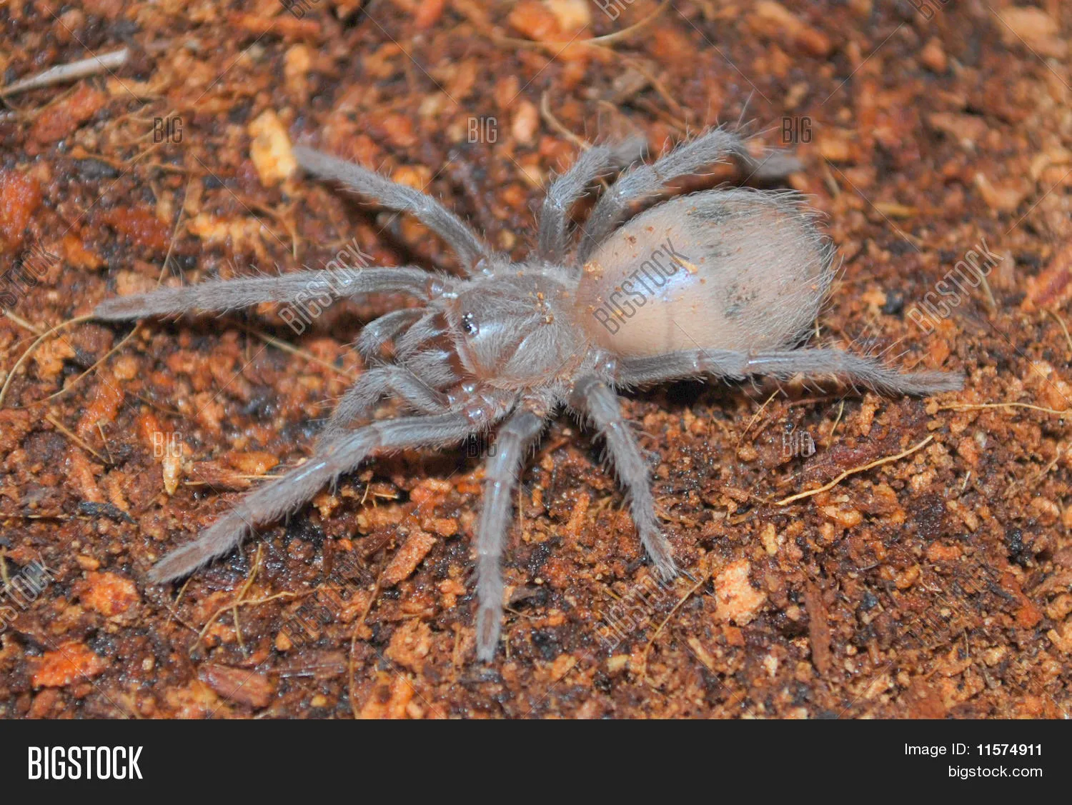 22115 brazilian salmon tarantula enclosure