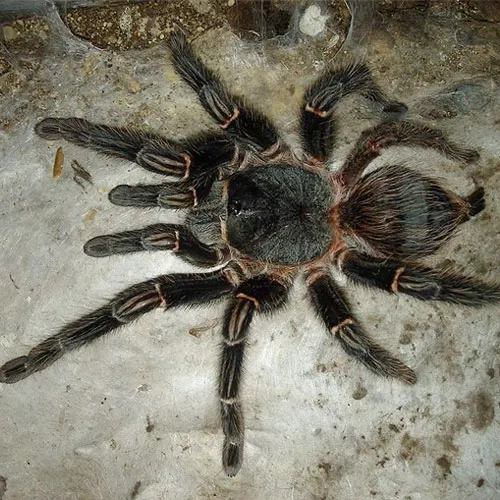 22115 brazilian salmon tarantula feeding