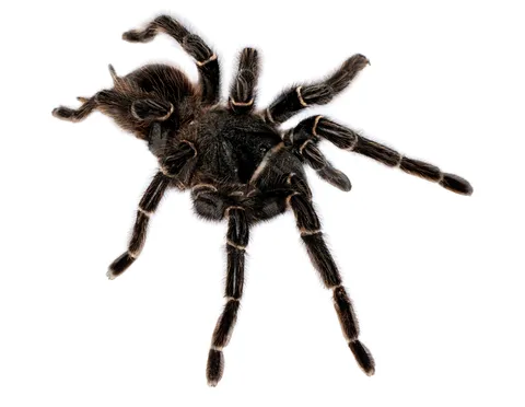 22115 brazilian salmon tarantula handling