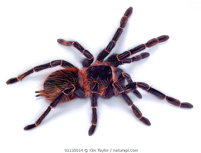 22115 brazilian salmon tarantula molting