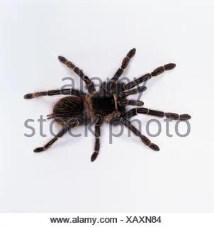 22115 brazilian salmon tarantula substrate