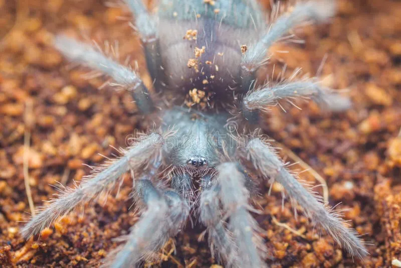 22115 brazilian salmon tarantula water